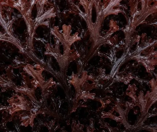 Carrageenans