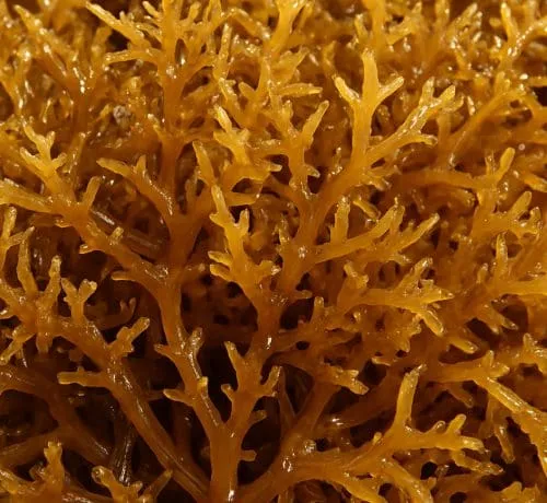 Carrageenans