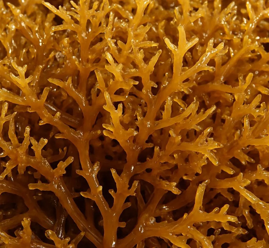 Carrageenan